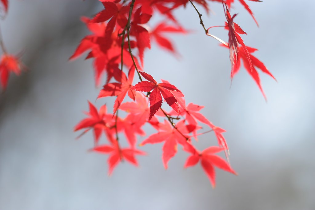 最後まで紅く