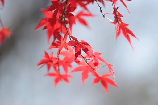 最後まで紅く