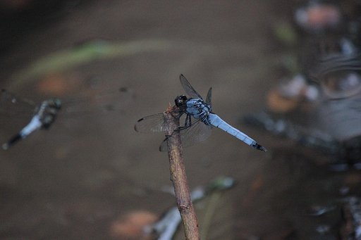 飛来