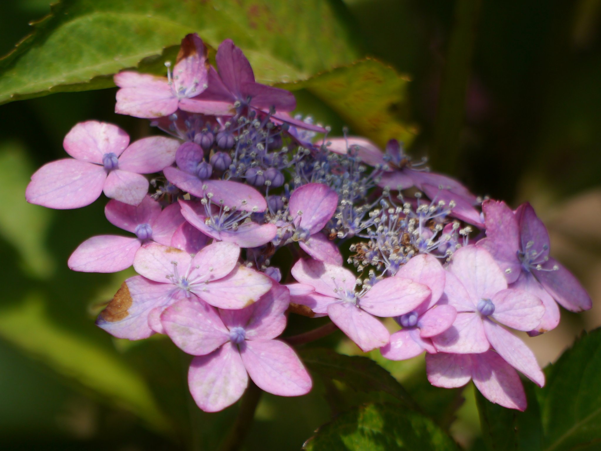 紫陽花