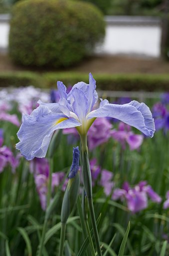菖蒲で