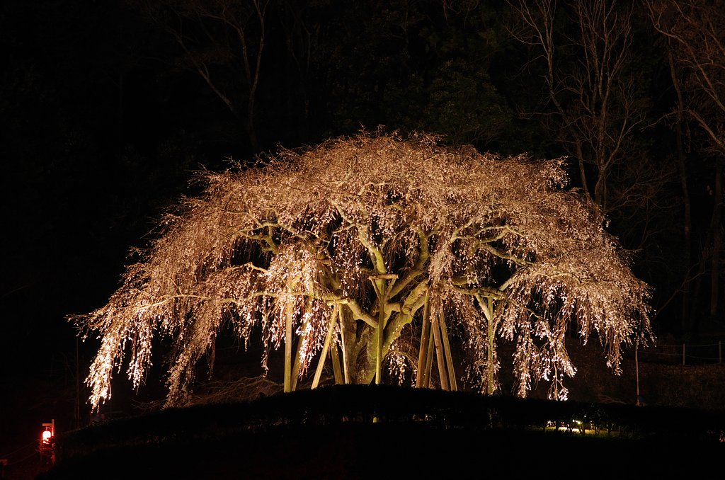 しだれ桜の舞台