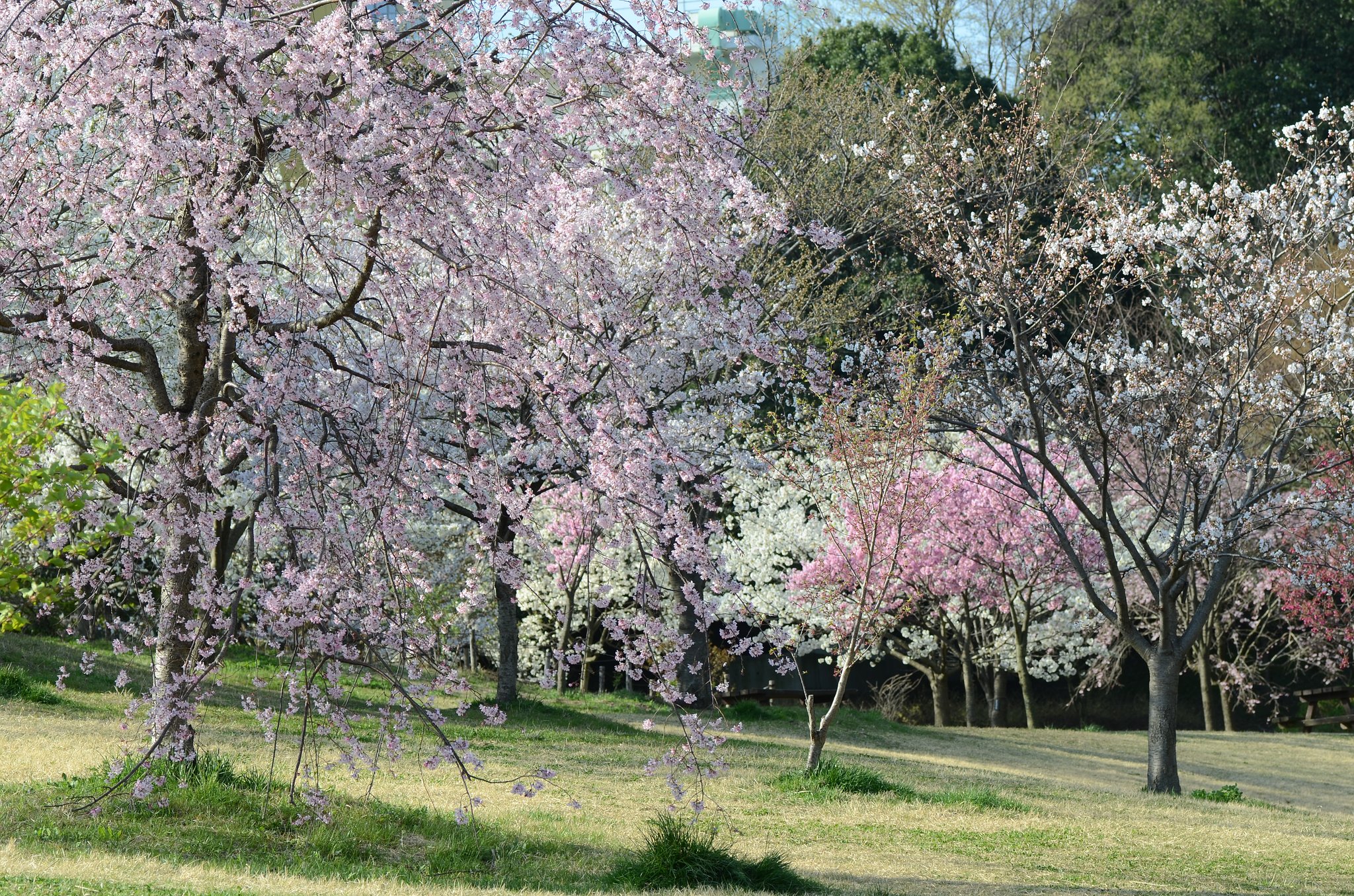 桜