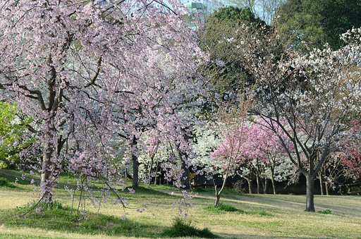 桜