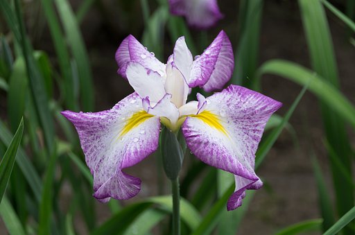 花菖蒲