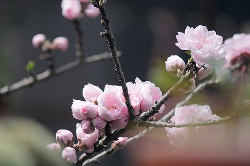 庭の桃