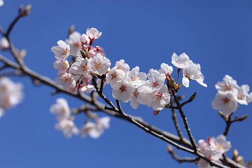 春うらら