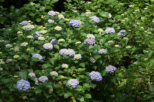 紫陽花