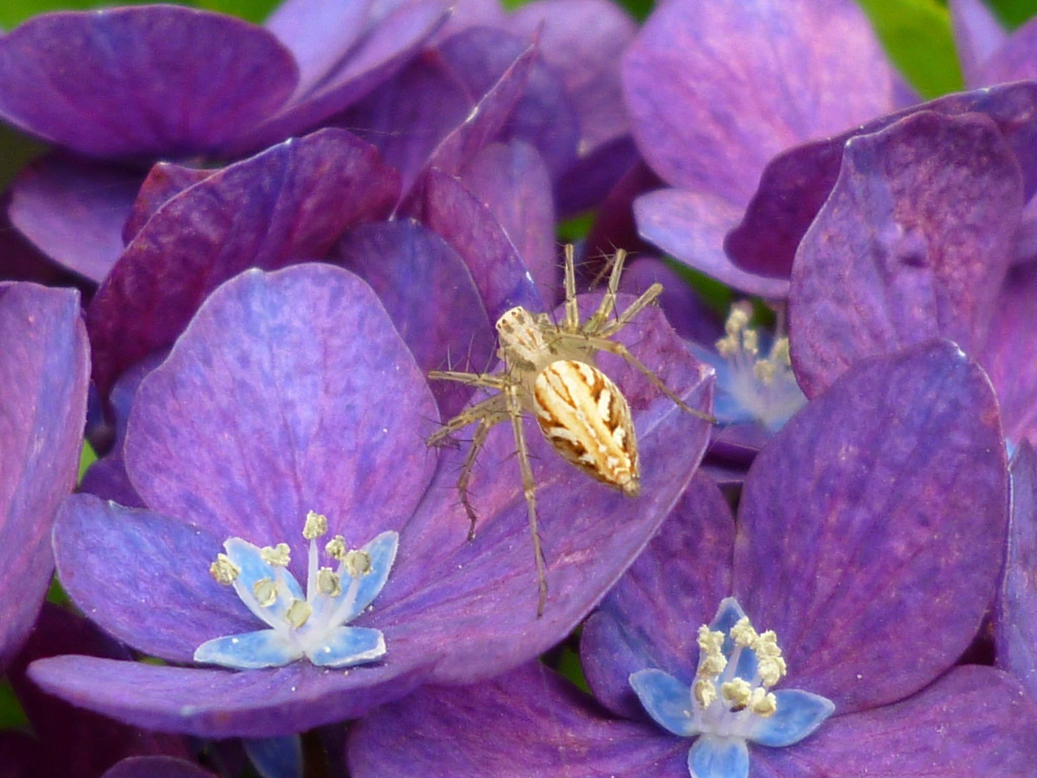 接写　紫陽花