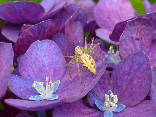 接写　紫陽花