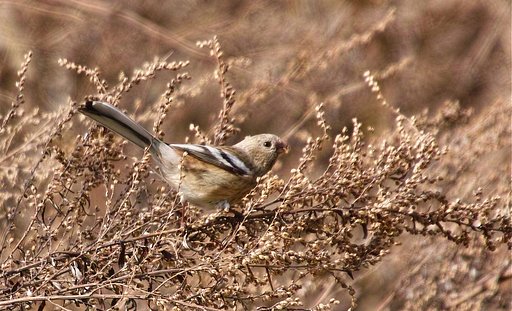 ベニマシコ♀