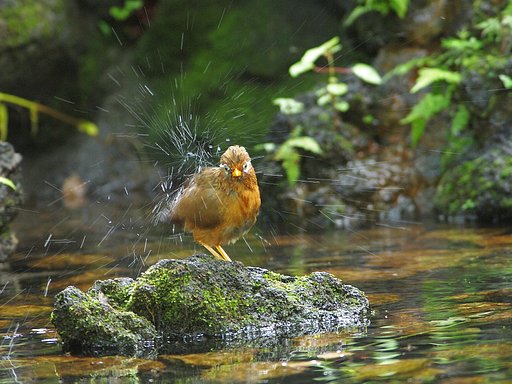 水辺のシャワー