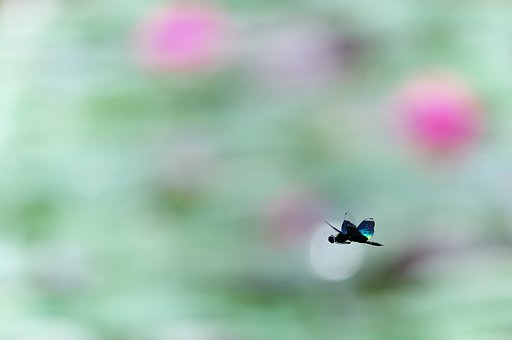 浪漫飛行