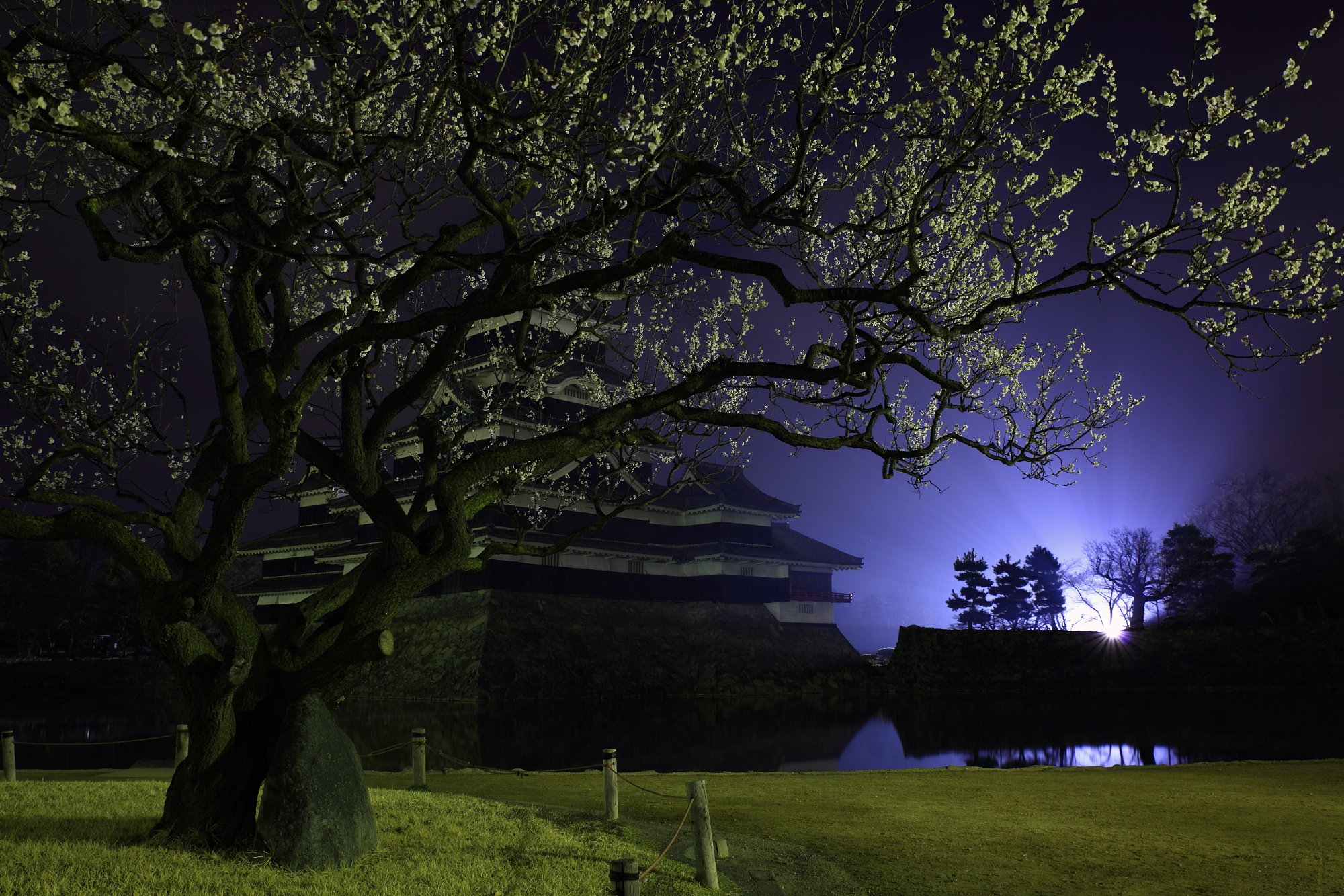 老梅、桜の露を払う