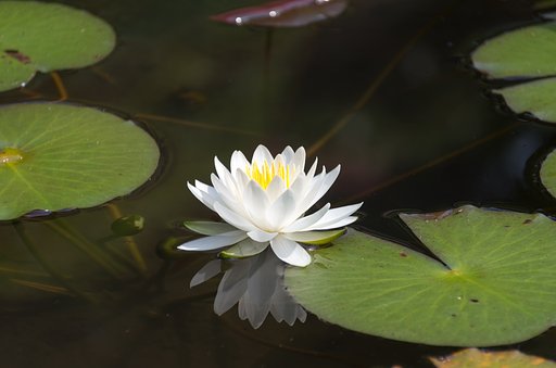 山寺の蓮池