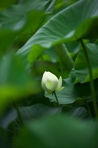 白蓮