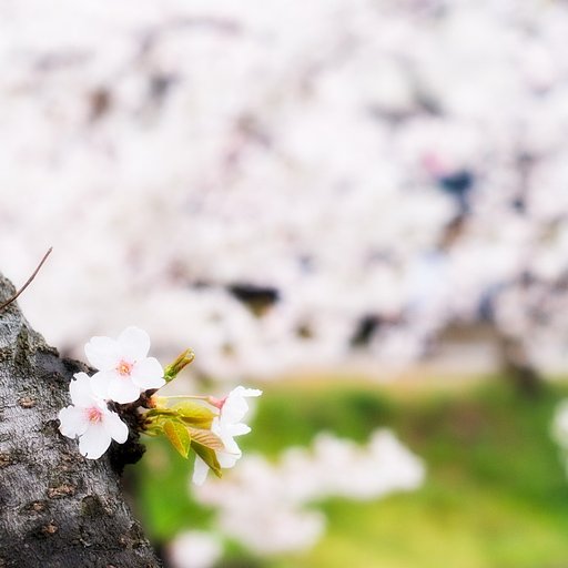 【スクエア】桜、満開