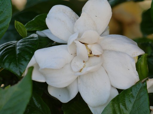 クチナシの花UP