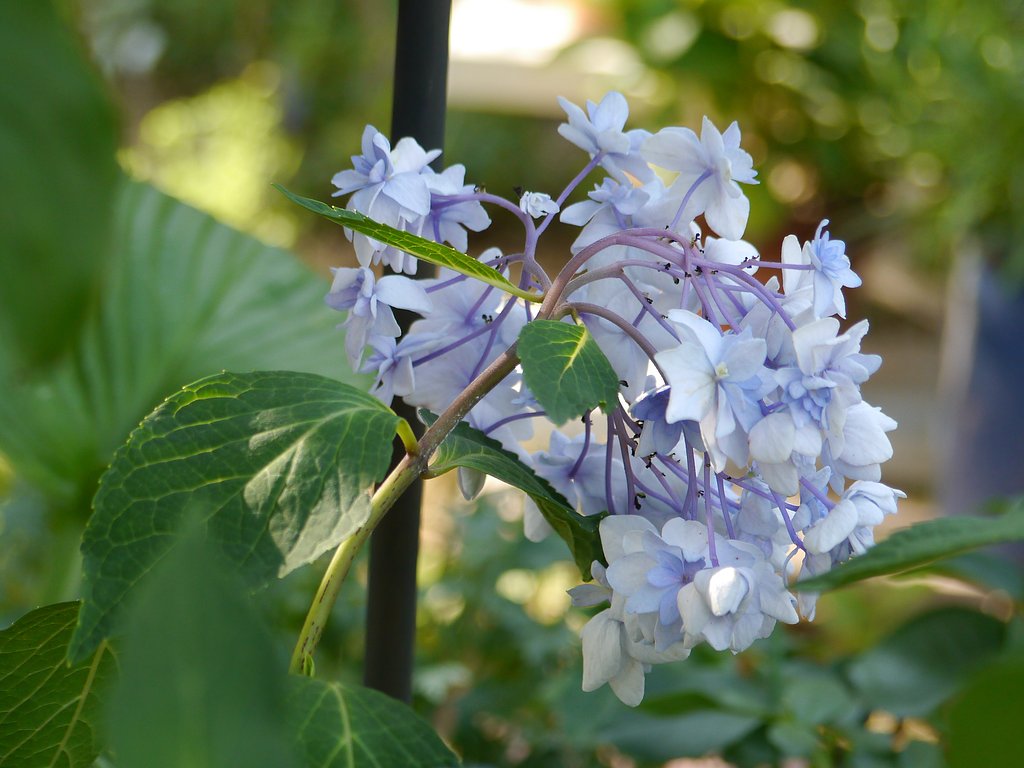 好みの紫陽花