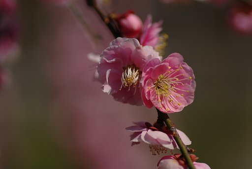 「春」　