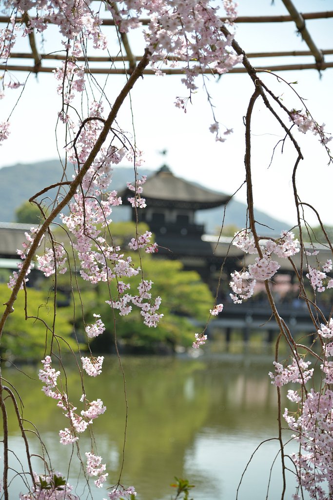 枝垂れ桜