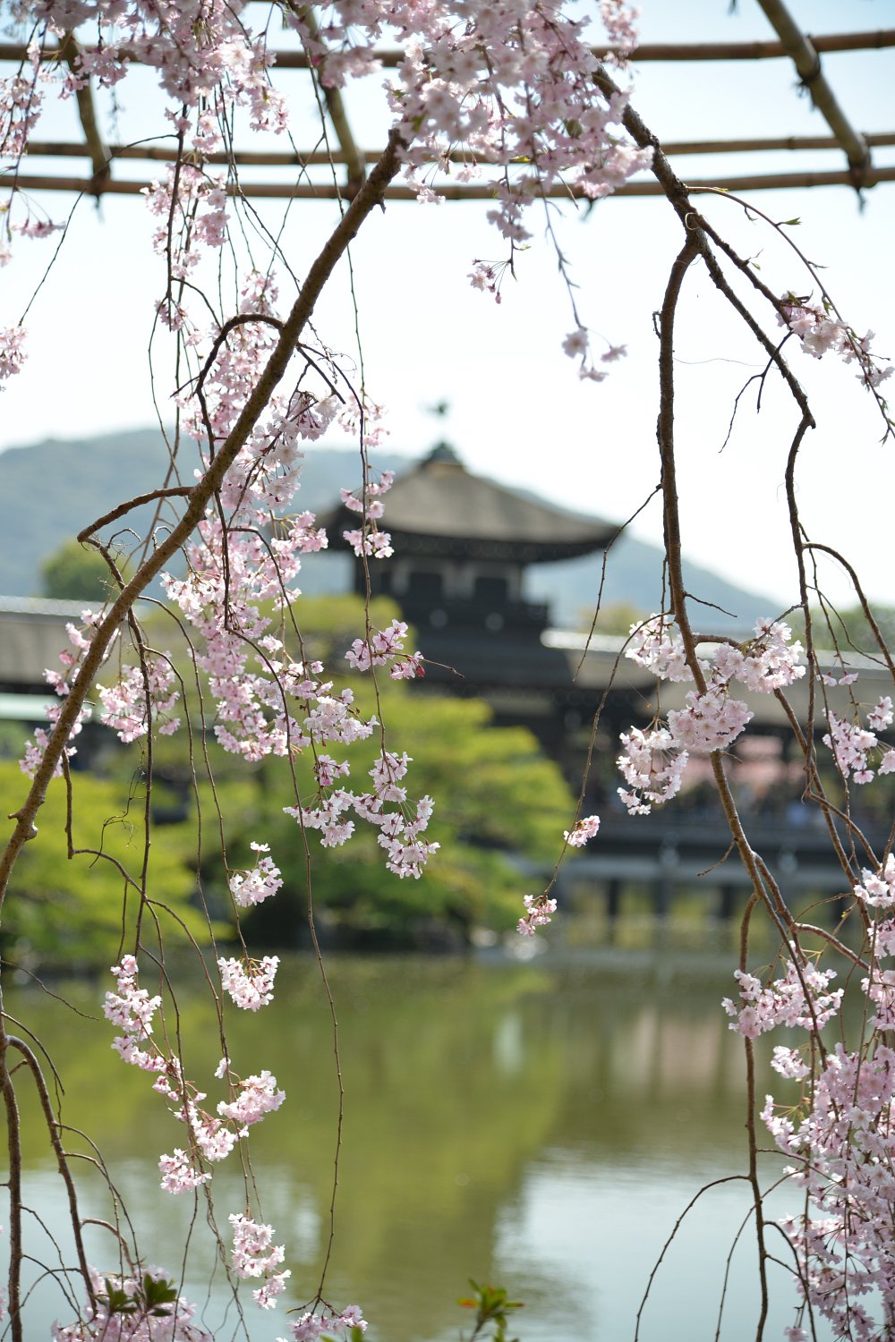 枝垂れ桜