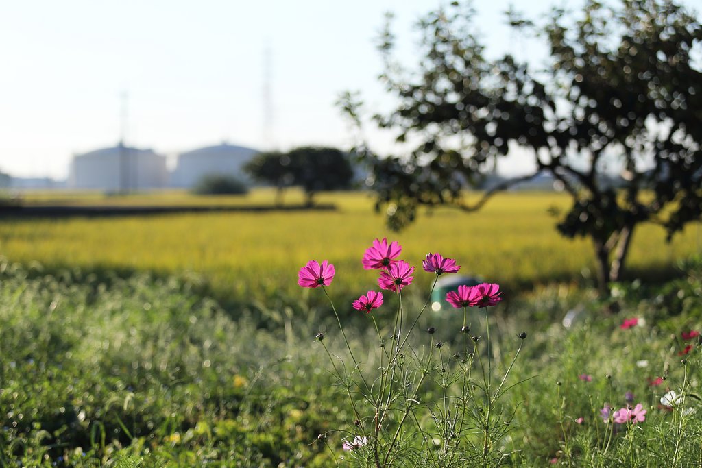 眩い朝の秋桜