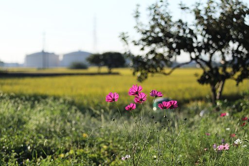 眩い朝の秋桜