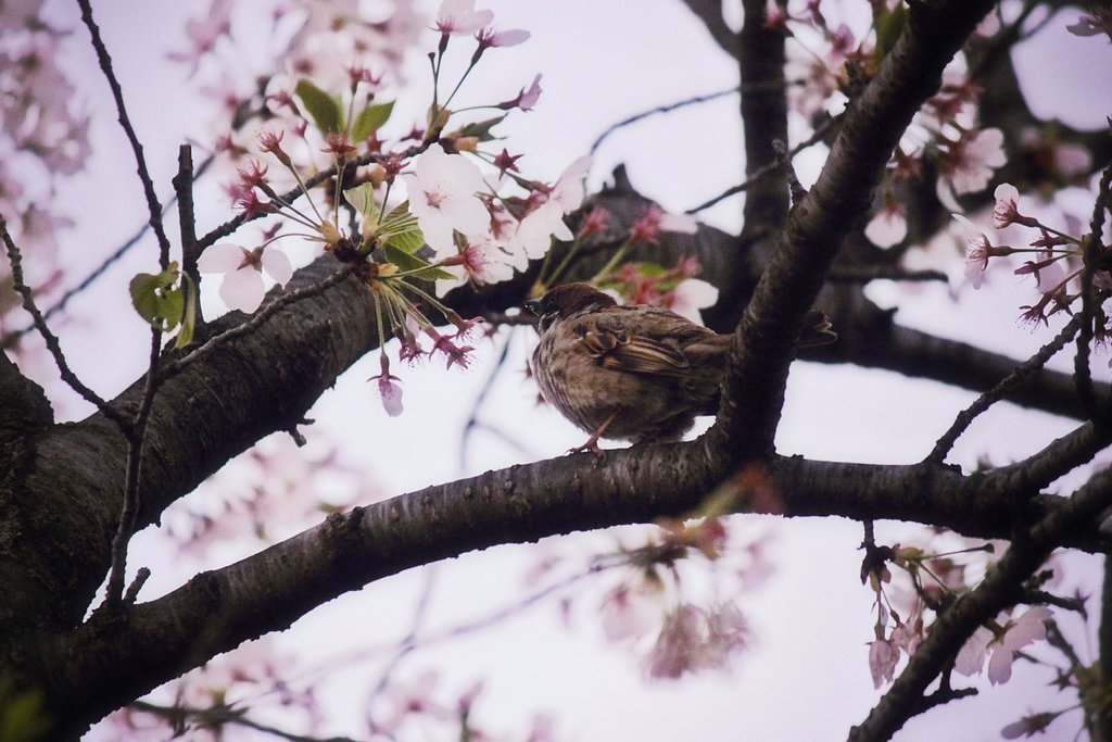 桜雀名残惜しく