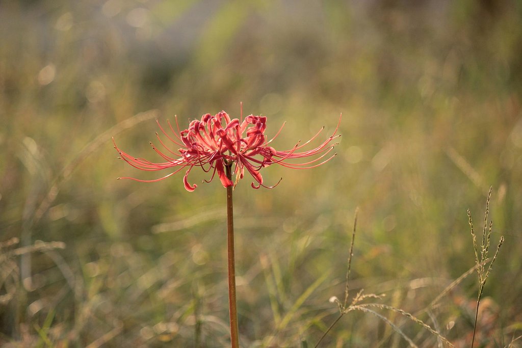 【秋】遅咲きひとり花