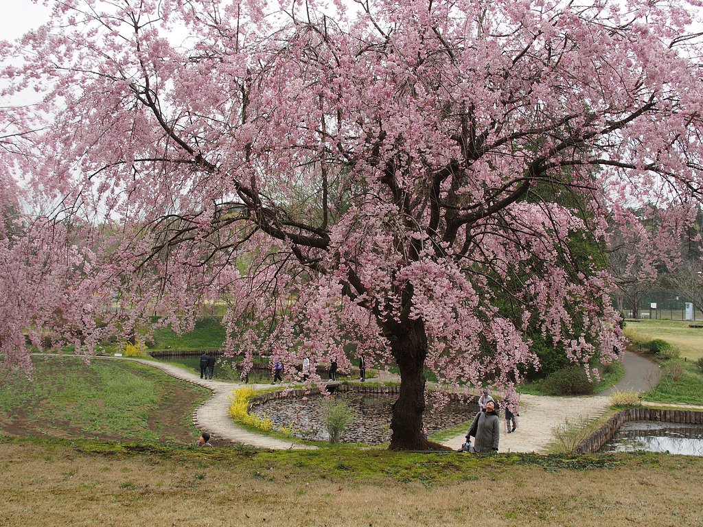 佐倉のしだれ桜