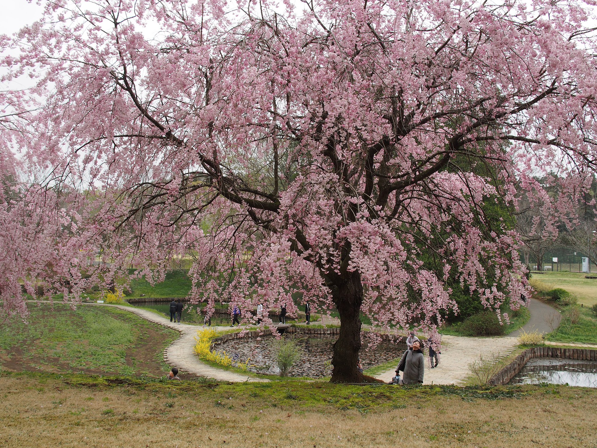 佐倉のしだれ桜