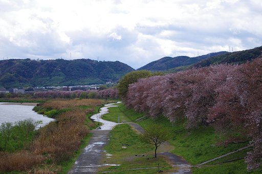 背割堤　京都八幡