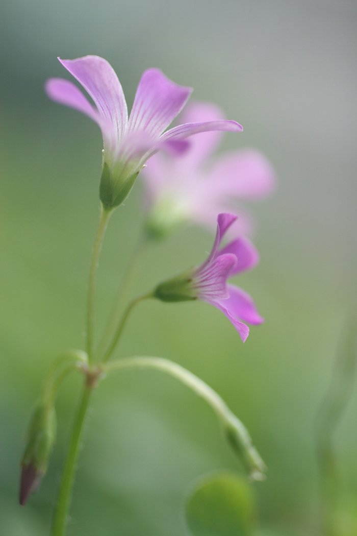 小さな花を・・・
