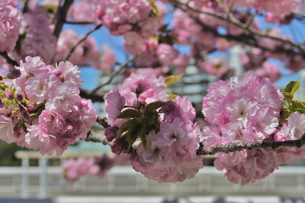 八重の桜
