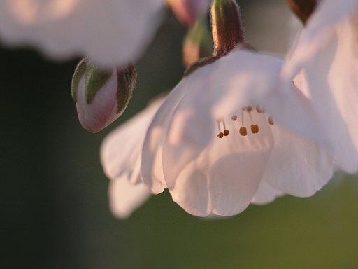 夕桜