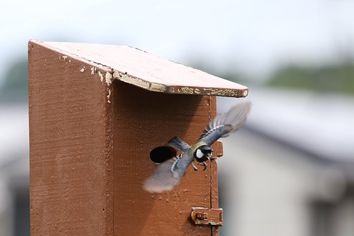 巣立ちを促す親鳥