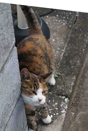 猫ちゃん