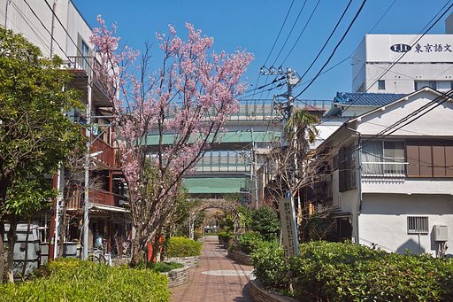 花咲く緑道(暗渠)