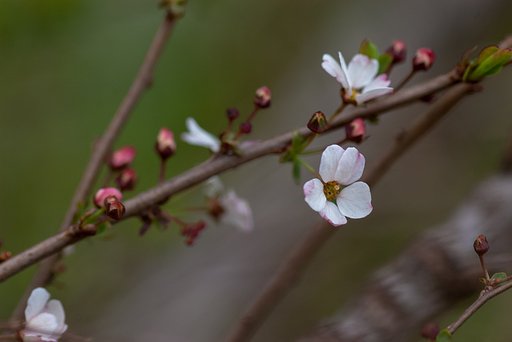 ピンクのユキヤナギ。