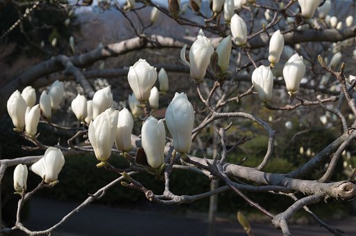 木蓮
