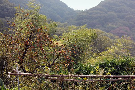 ささやかにお山歩き