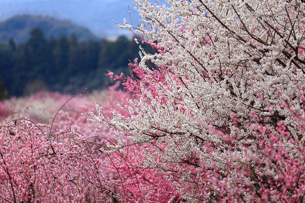 咲宴