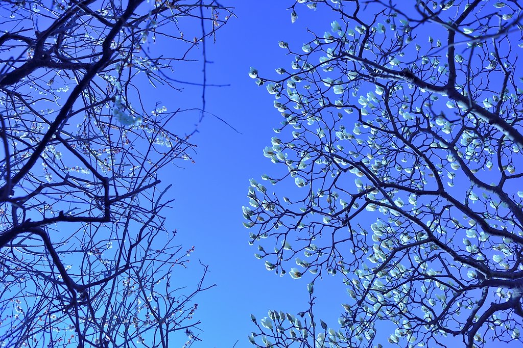 木蓮