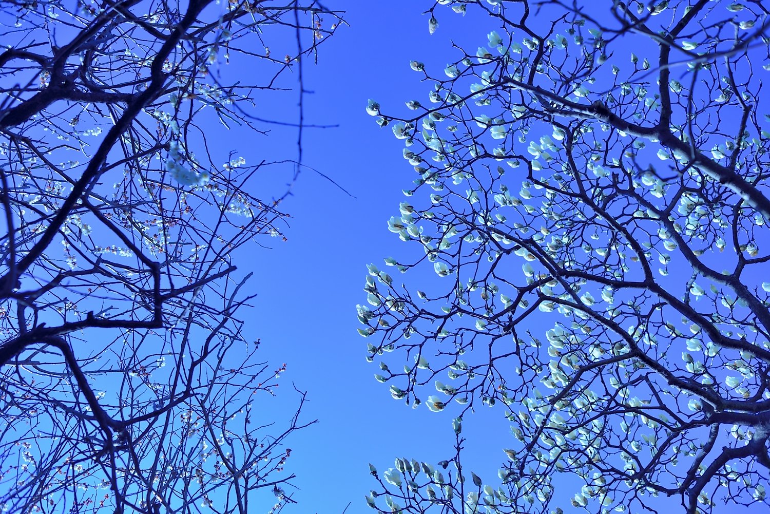 木蓮