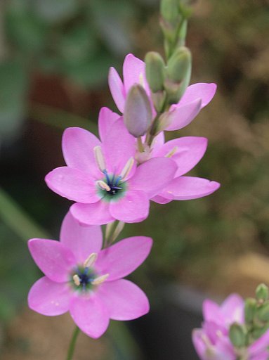 イキシア花（ピンク色）