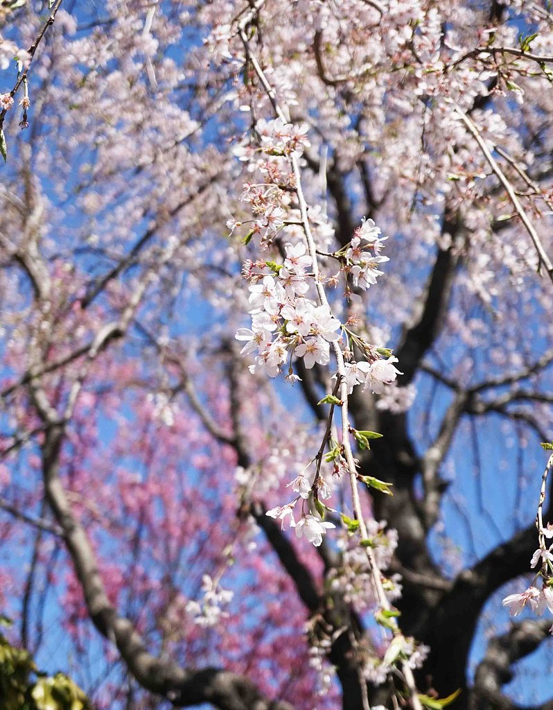 [ 　しだれ桜　in　本門寺　］