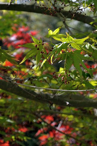 【影】モミジの木陰