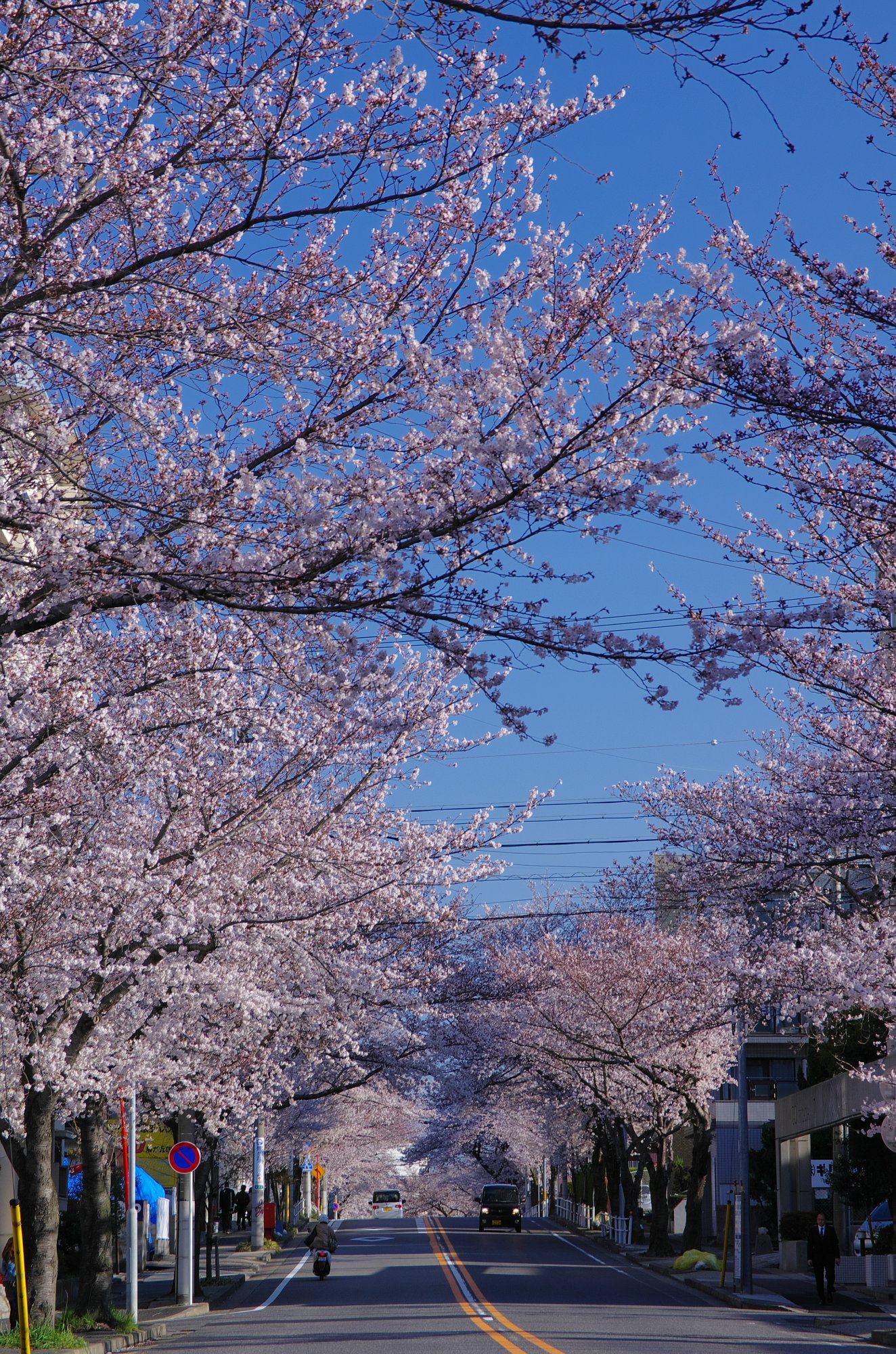 春が来た