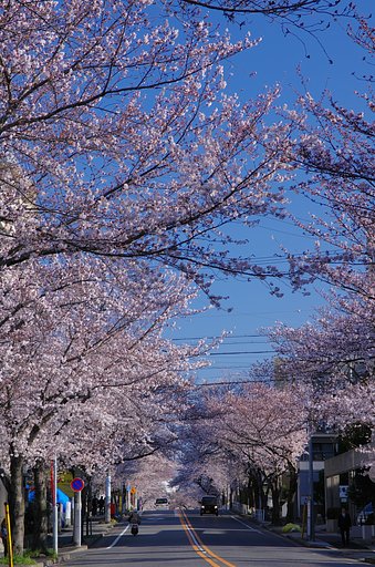 春が来た